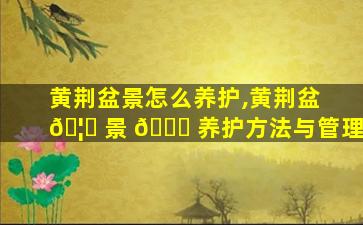 黄荆盆景怎么养护,黄荆盆 🦟 景 🐝 养护方法与管理